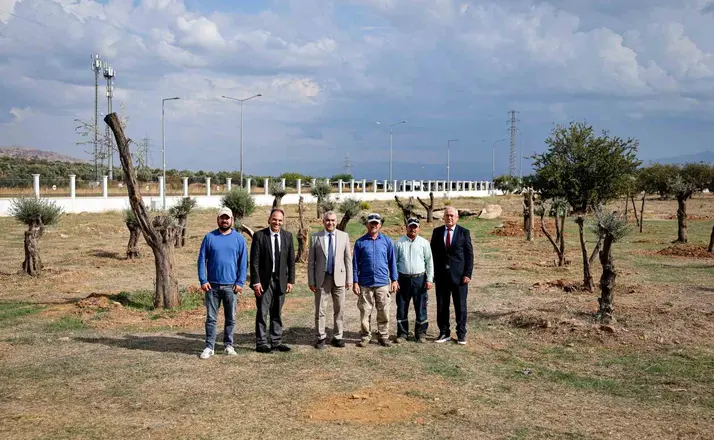Nysa Antik Kenti’nden taşınan tarihi zeytin ağaçları ADÜ’de yaşatılacak
