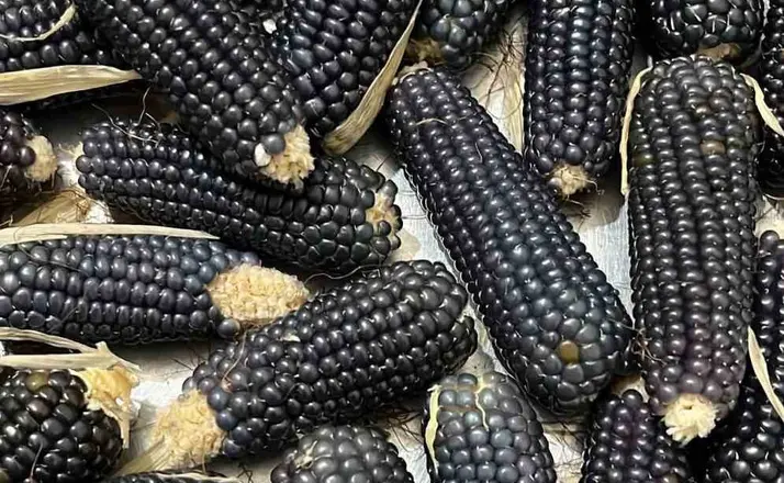 Oltu’nun mısırı da kehribarı gibi simsiyah
