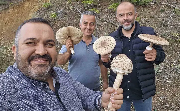 Ormanlık alanda ilginç mantar hasadı
