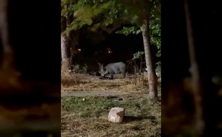 PAÜ Kampüsündeki atıklar domuzları cezbetti 