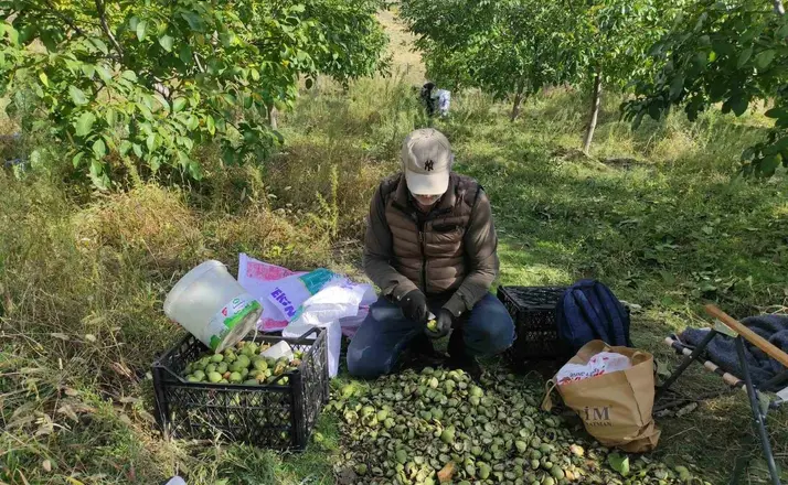 Sason’da ceviz hasadı başladı
