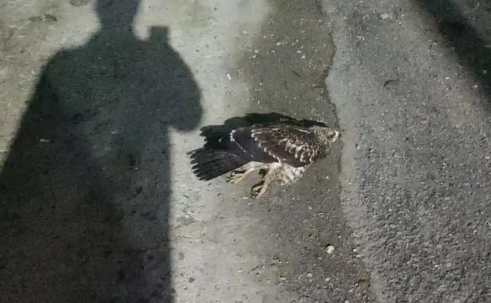 Sinop’ta yaralı bulunan doğan tedavi altına alındı
