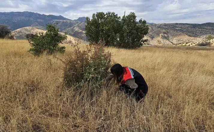 Şırnak’ta tarımsal verim için "süne" nöbeti
