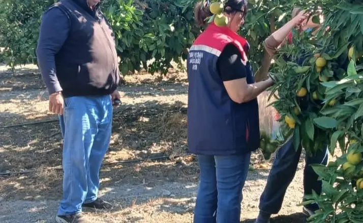 Söke’de tarım ürünlerinde pestisit denetimi
