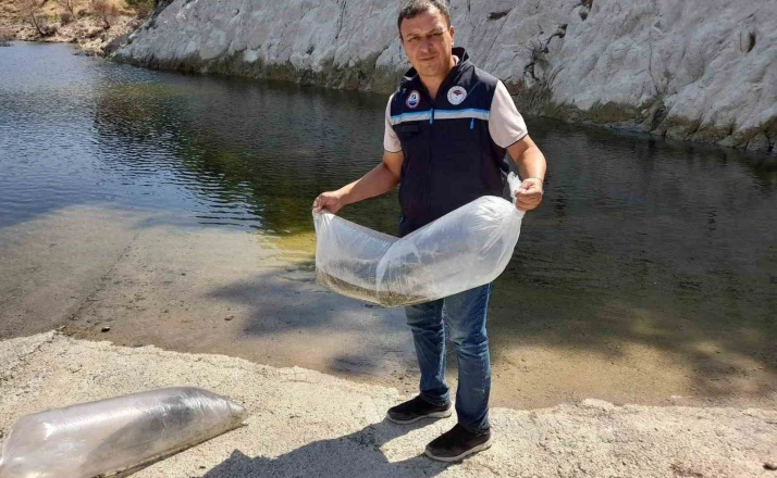 Soma’da baraj ve göletlere 250 bin yavru sazan bırakıldı 