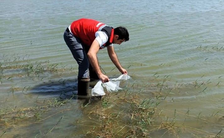 Tekirdağ’da göletlere 150 bin balık bırakıldı 