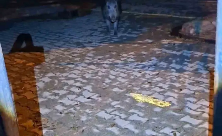 Tunceli’de bahçesine girmek isteyen yaban bomuzu vatandaşa korku dolu anlar yaşattı
