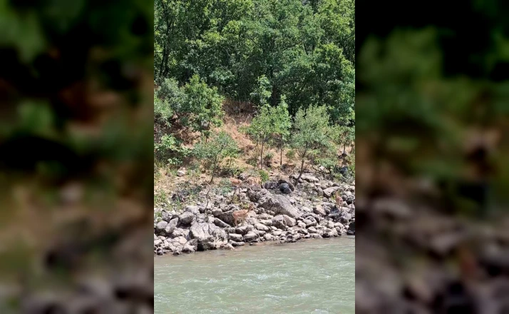 Tunceli’de koruma altındaki dağ keçileri Munzur Nehri kıyısında görüntülendi 