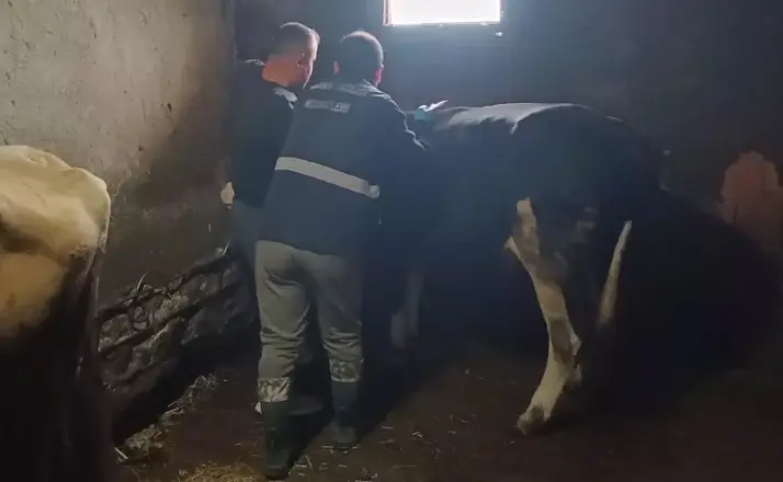 Yığılca’da büyükbaş hayvanlara şap ve bruselloz aşılaması yapıldı
