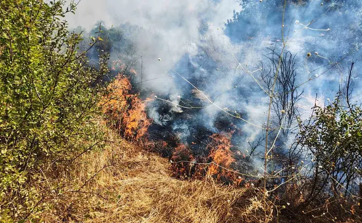 Yol kenarında başlayan yangın ormanlık alana sıçradı
