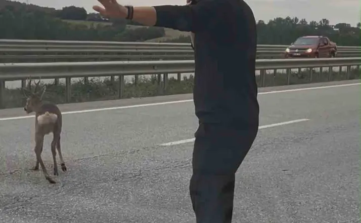 Yola düşen geyiğin yardımına koştu
