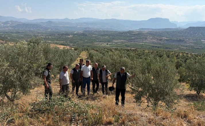 Zeytin ağaçlandırması orman köylüsüne gelir kapısı oluyor 
