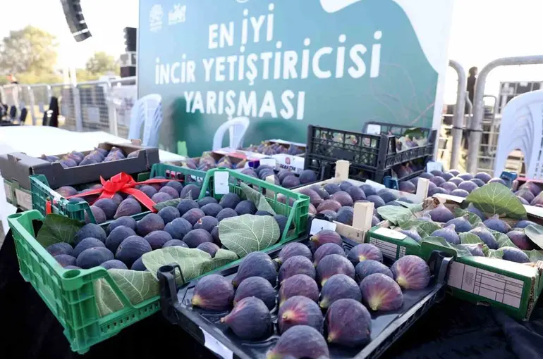 12. Akçalar Fadıllı İncir Festivali 13 Eylül’de Akçalar Göl Kıyısı’nda
