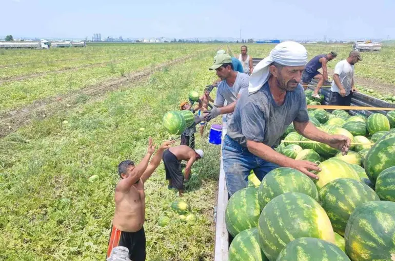 40 derece sıcakta karpuz işçilerinin ekmek mücadelesi

