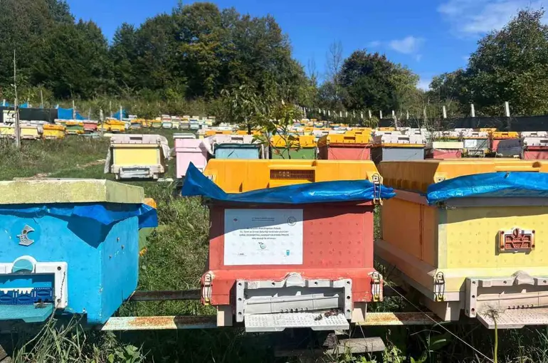40 kovanla başlayan yolculuk profesyonel arıcılığa dönüştü
