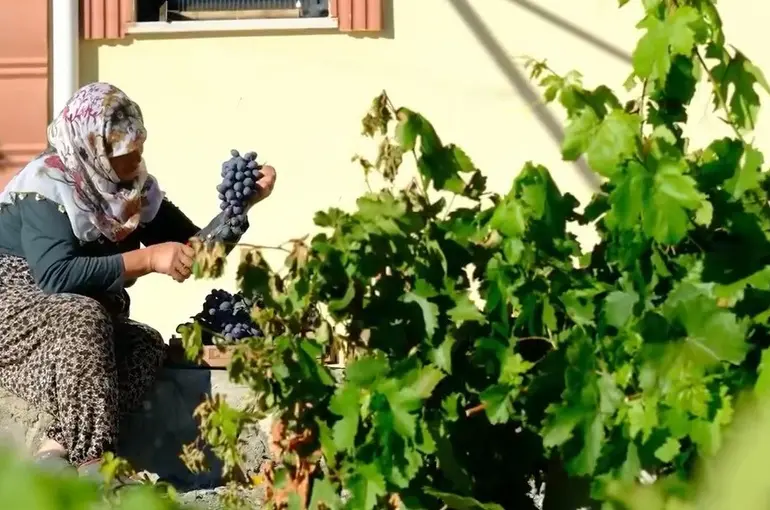 75 yıllık ömür, nasırlı eller ve Cimin üzümü
