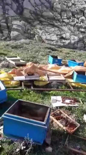 Aç kalan ayı kovanları parçaladı, kaçarken görüntülendi
