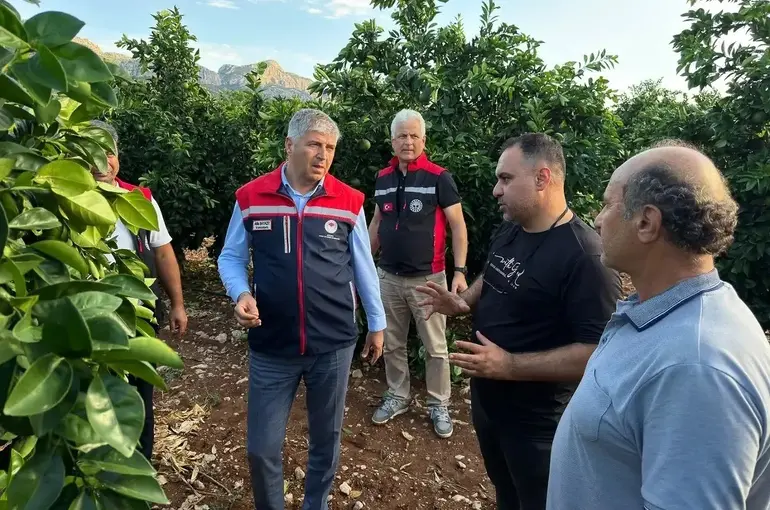 Adana’da dolu vuran tarım arazilerinde incelemeler başladı

