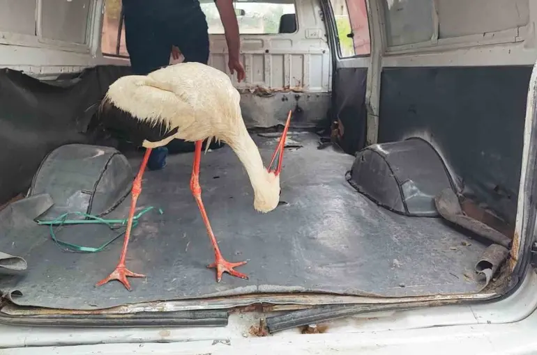 Adana’da yaralı leyleğe vatandaş sahip çıktı
