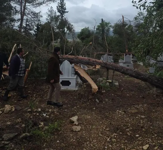 Adıyaman’da fırtına da ağaçlar devrildi
