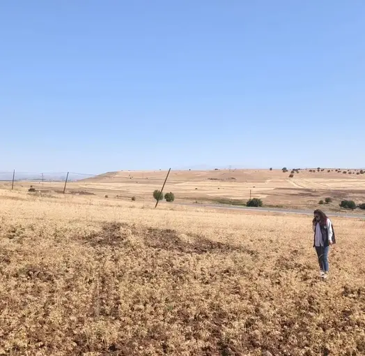 Ağın’da tüylü nohut hasadı devam ediyor
