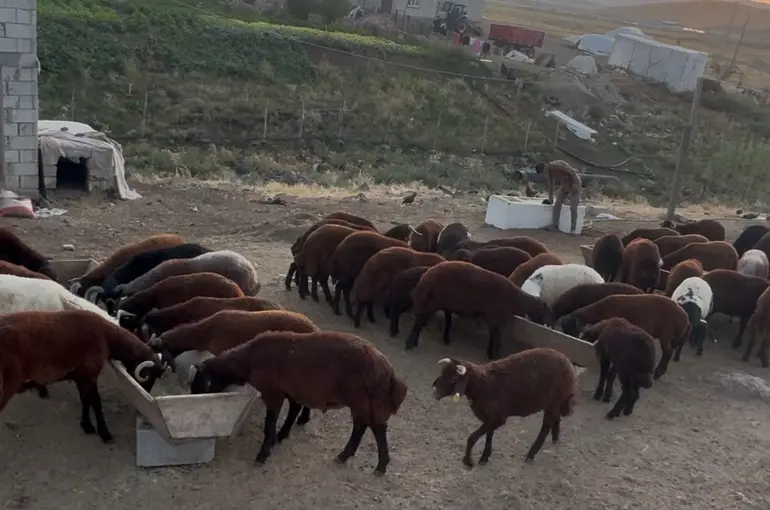 Ağrı’da besicilerde sonbahar hareketliliği
