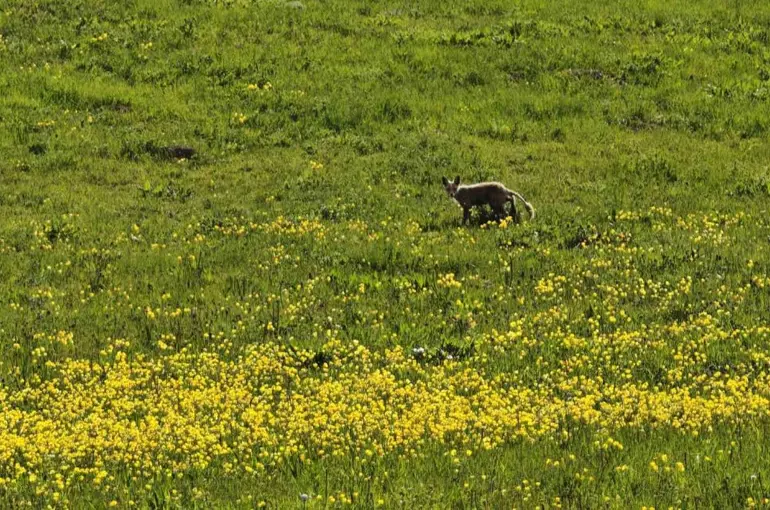 Ahlat kırsalında yiyecek arayan tilki görüntülendi
