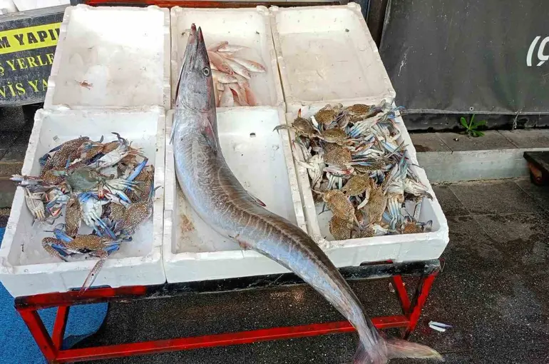 Akdeniz’de 12 kilogramlık ceylan balığı yakalandı
