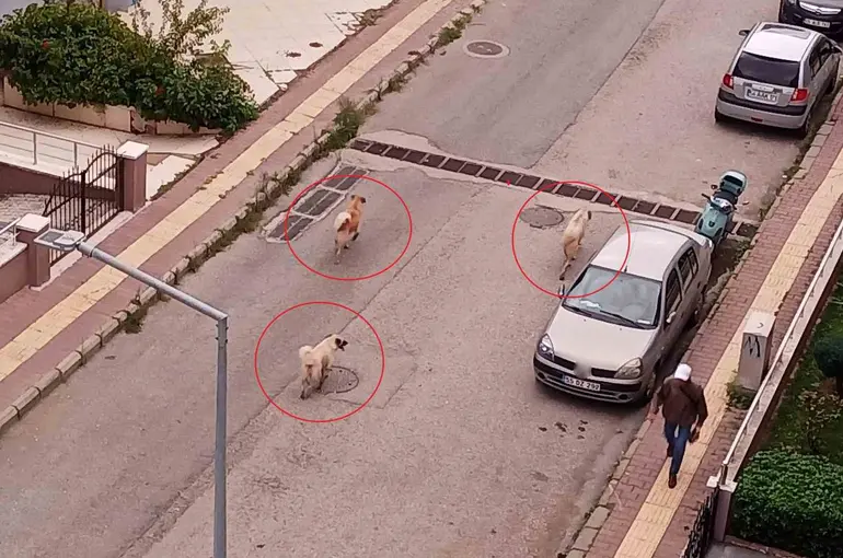 Atakum’da başıboş köpek tedirginliği
