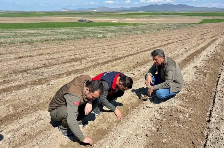 Atıl durumdaki tarım arazilerine ayçiçeği ekimi yapıldı
