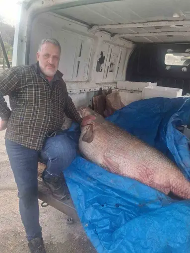 Av yasağının bittiği gün 130 kiloluk turna balığı yakaladı, nasıl doğrayacağını düşünmeye başladı
