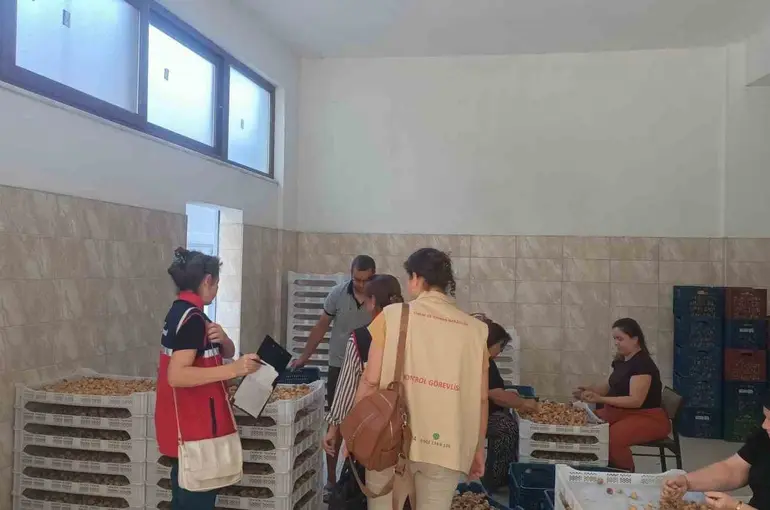 Aydın incirinin güvenilirliği için sahada titiz denetim
