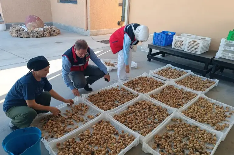 Aydın incirinin kalitesi için denetimler sürüyor
