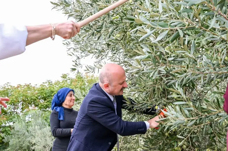 Aydın Valisi Varol, kadın çiftçilerle zeytin topladı
