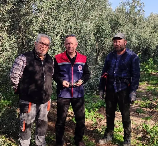 Aydın’da zeytin bahçeleri kontrol edildi
