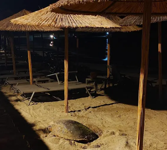 Aydın’ın Kuşadası ve Didim kıyılarında caretta hareketliliği

