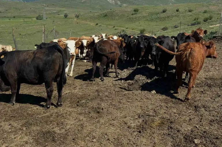 Aydıntepe’de ithal besilik sığırlarda karantina ve sağlık kontrolleri yapılıyor
