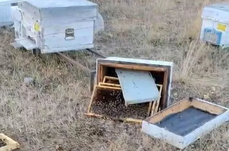 Ayılar arı kovanlarını parçaladı