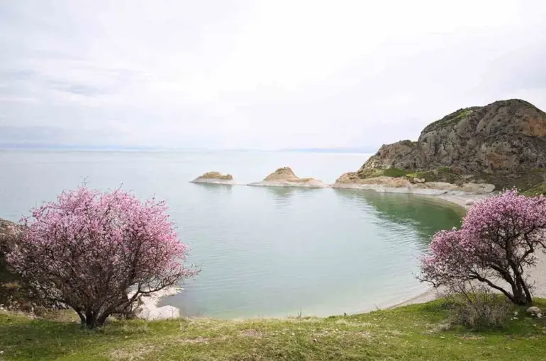 Badem çiçekleri Van Gölü kıyılarını renklendirdi
