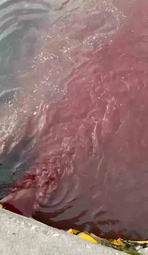 Bandırma’da deniz yüzeyi kırmızıya döndü
