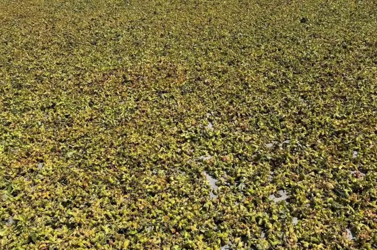 Batı Karadeniz’de fındık harmana indi
