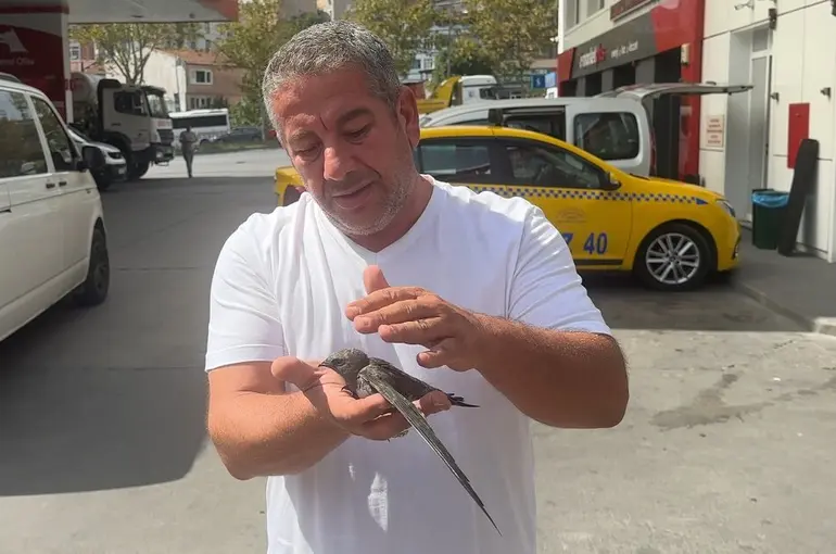 Beyoğlu’nda taksici bitkin halde bulduğu ebabil kuşunu korumaya aldı
