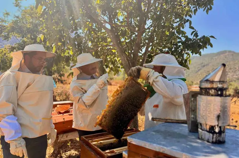 Bilecik’te 22 bin 500 kovandan 135 ton bal üretiliyor
