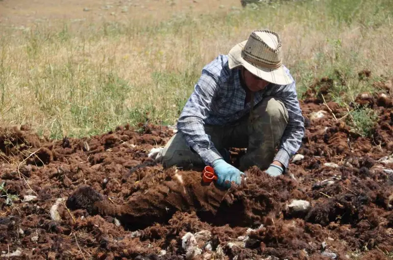 Bir zamanlar altın değerindeydi, şimdi imha ediliyor
