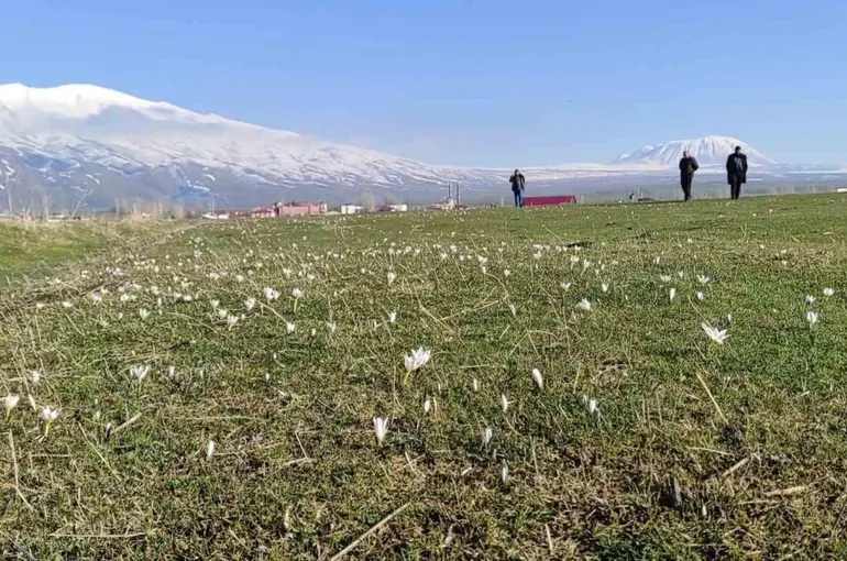 Bitlis’te kardelen ve çiğdemler açtı
