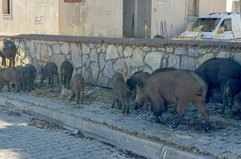 Bodrum’da gündüz vakti domuz sürüsü mahalleye indi
