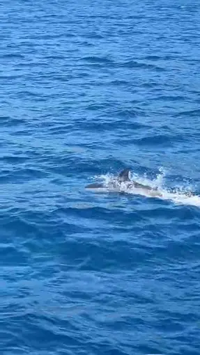Bodrum’da tekneye sürpriz misafir
