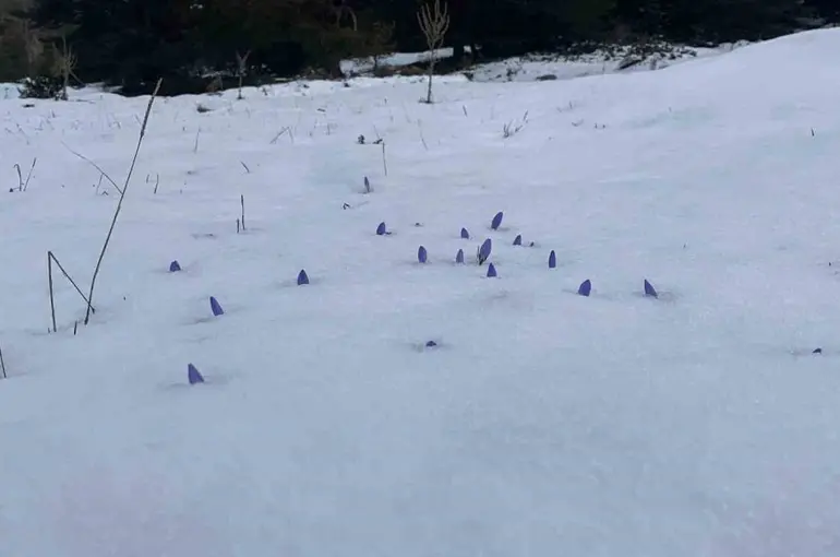 Bolu’da açan çiğdemler kar altında kaldı
