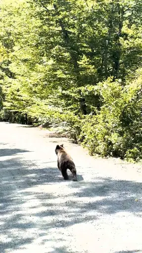 Bolu’da aracın önünde koşan ayı kameraya yansıdı
