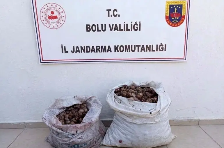 Bolu’da kaçak salyangoz operasyonu: 2 şahıs jandarmaya yakalandı
